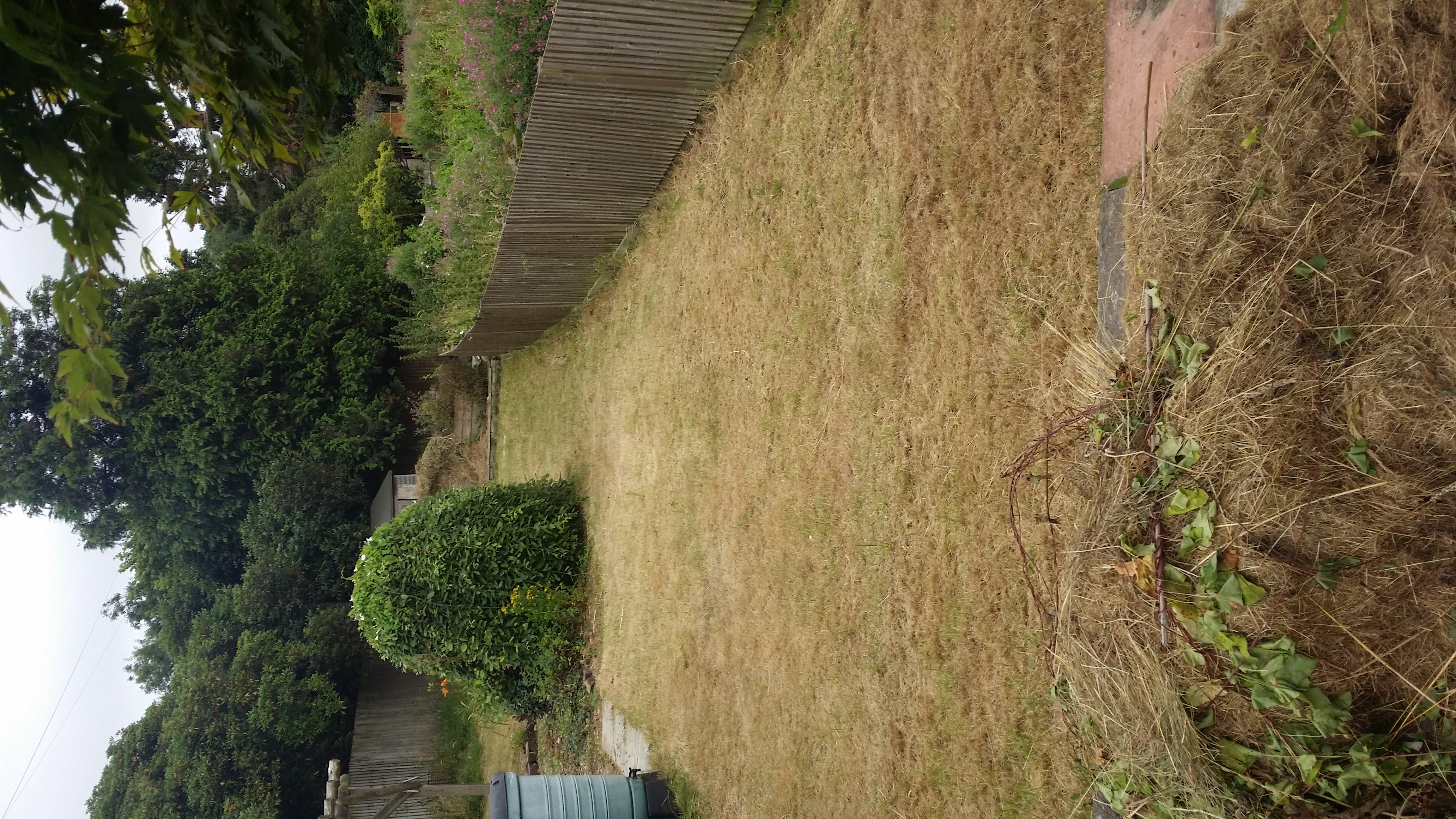 grass lawn cut